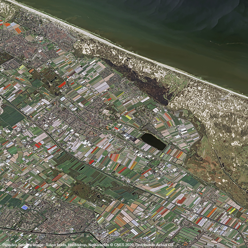Pléiades Satellite Image - Tulips fields in Hoofddrop