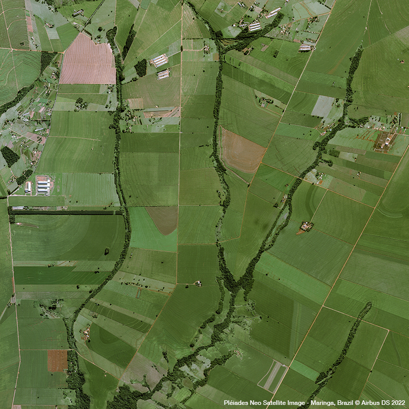 Pléiades Neo - Sugar Cane in Brazil , Maringa, Parana