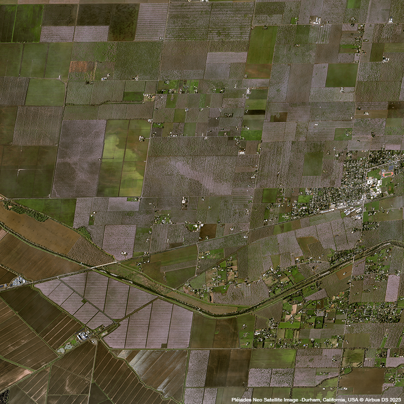 Pléiades Neo - Almonds in Durham