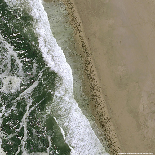 Pléiades Neo - Fur Seals in Namibia