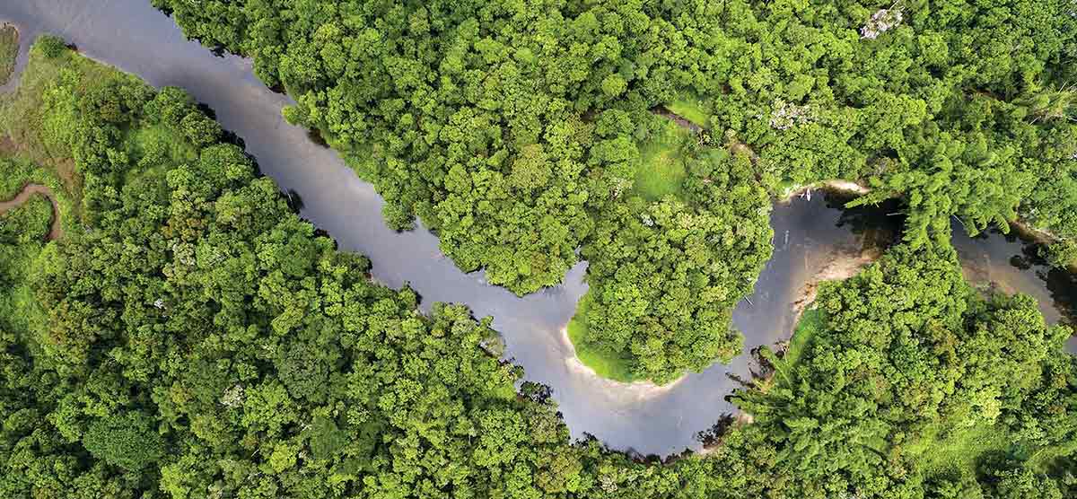 Monitoring forests and environment with satellites