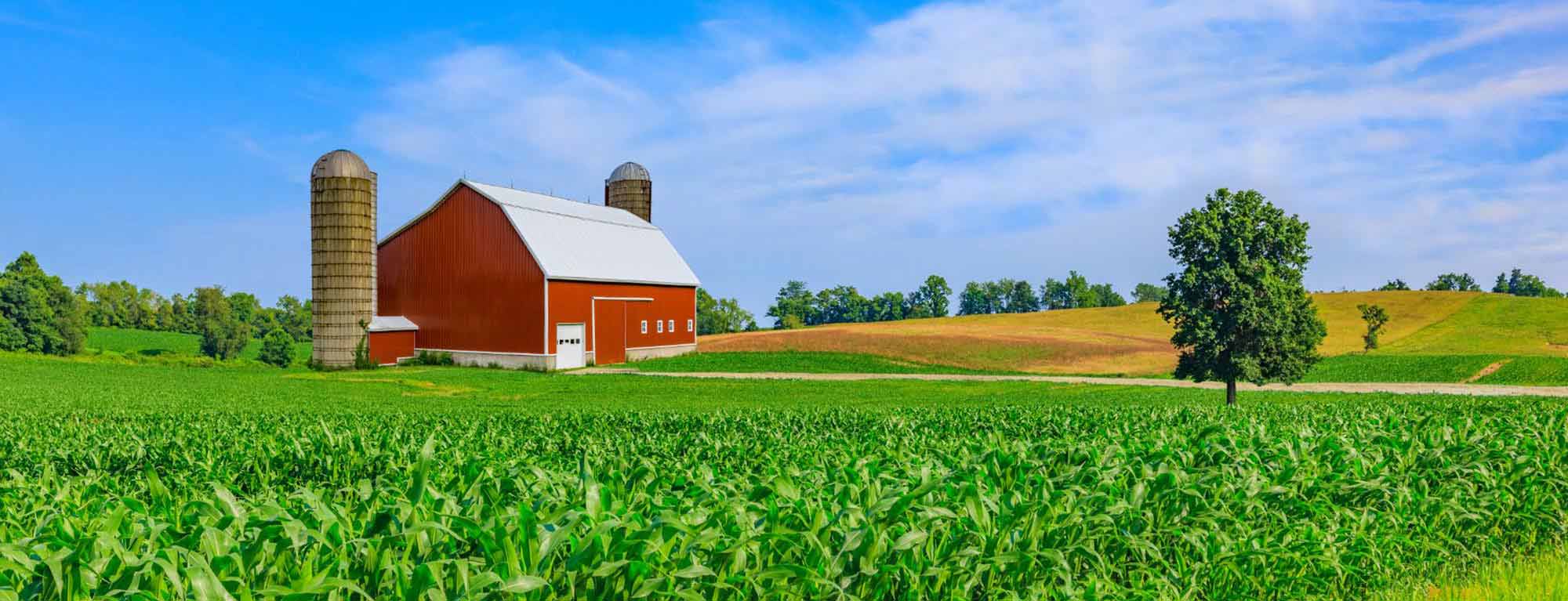 Farm building Corn field