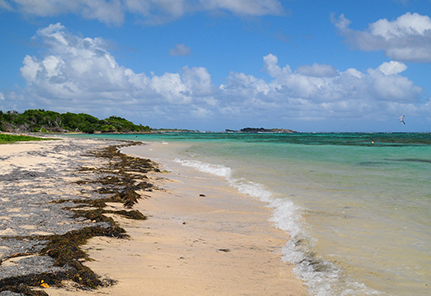 Beach covered with Sargasse