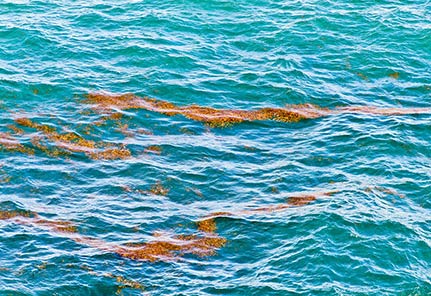 Sargasse drift SPOT6/7 Sargasse drift SPOT6/7