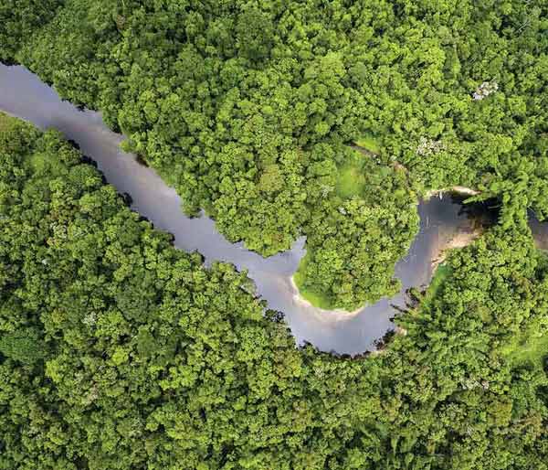 Monitoring forests and environment with satellites