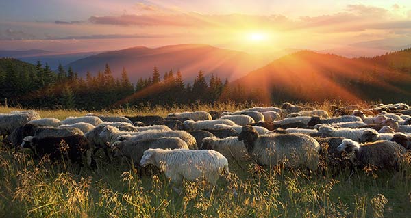 Grassland Production Index illustration Grassland Production Index illustration