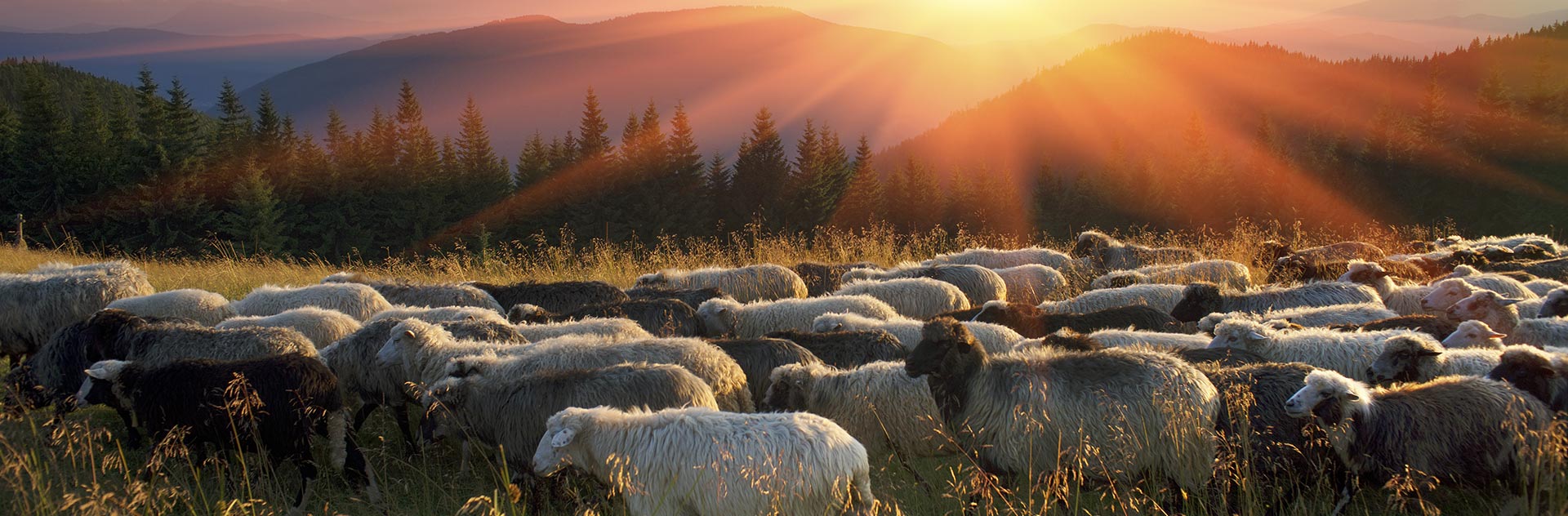 Grassland Production Index, Airbus services