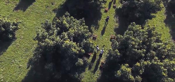 Family-run avocado orchards Family-run avocado orchards