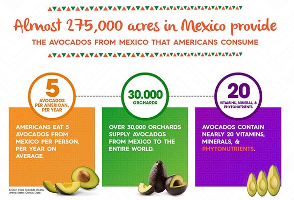 Facts and figures about avocados Facts and figures about avocados