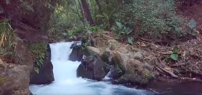 Natural river in Uruapan that helps provide water to the avocado nursery. Natural river in Uruapan that helps provide water to the avocado nursery.
