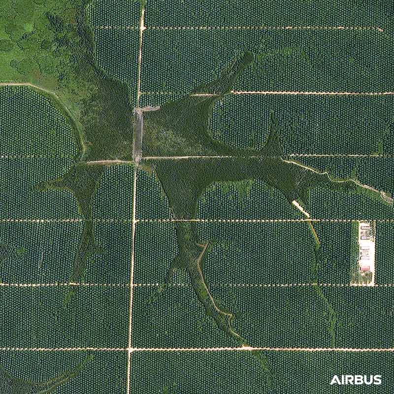 Pléiades - Palm Oil Plantations, Indonesia Pléiades - Palm Oil Plantations, Indonesia