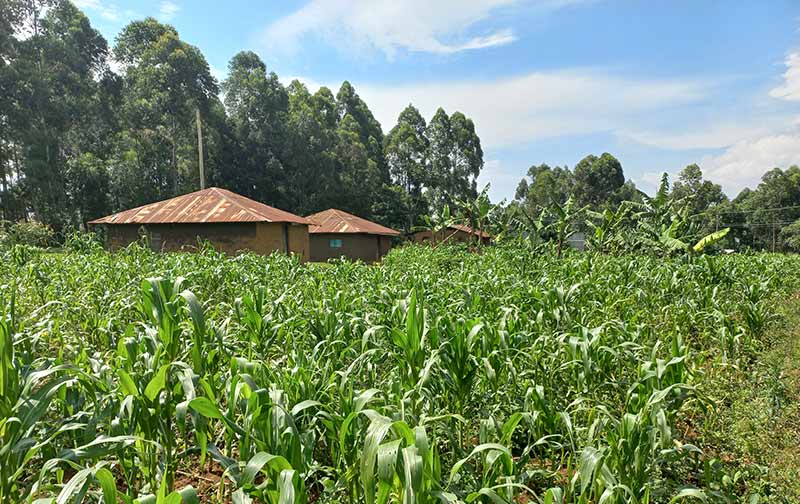 Challenge Kilimo Case study - Maize field - Kenya Challenge Kilimo Case study - Maize field - Kenya
