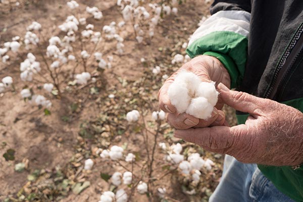 Agriculture Pakistan - Cotton growing Agriculture Pakistan - Cotton growing