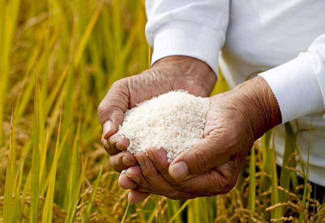 Benefits Rice Areas in Afghanistan Benefits Rice Areas in Afghanistan