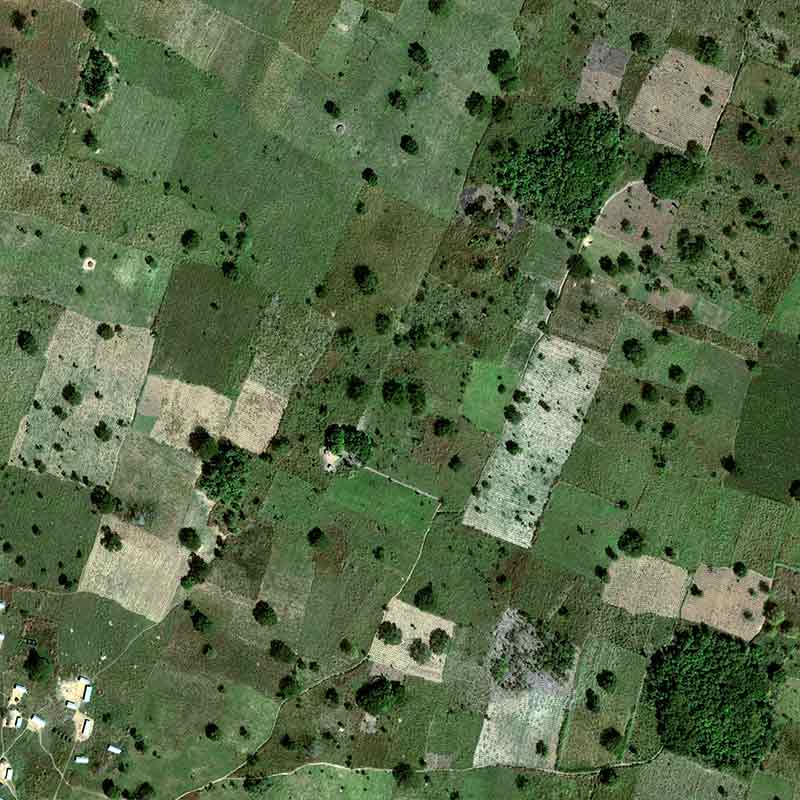 The yam is grown on mounds of 50 cm to 1 m that can be counted on a Pléiades Neo image