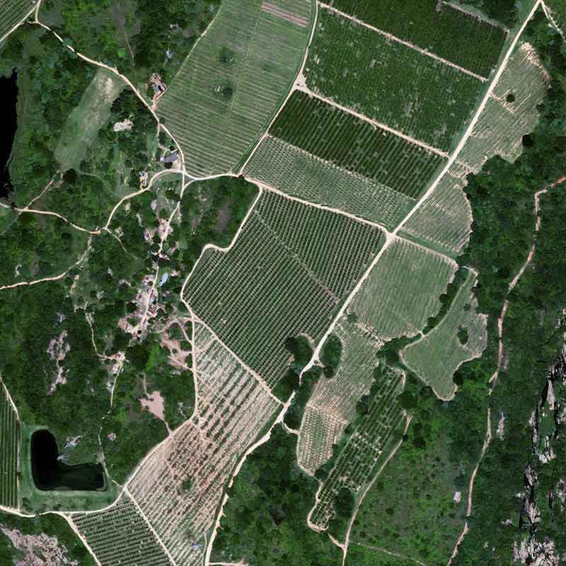 Pléiades Neo - Citrus in South Africa, Tekwane - 30cm resolution