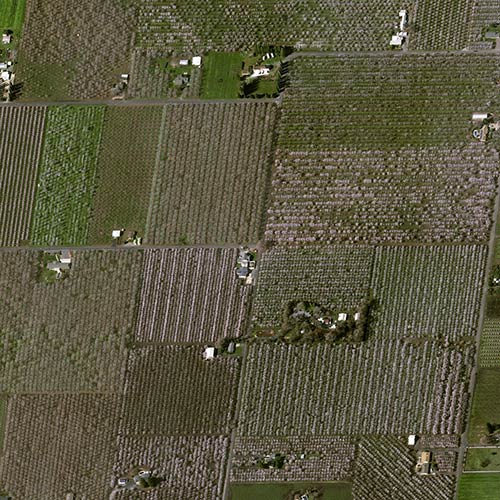 Read how Pléiades Neo shows the flowering of California almond trees