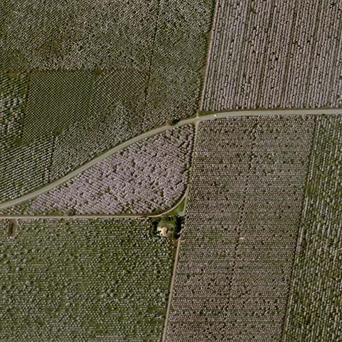 Read how Pléiades Neo shows the flowering of California almond trees