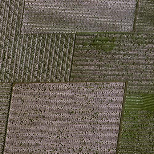 Read how Pléiades Neo shows the flowering of California almond trees