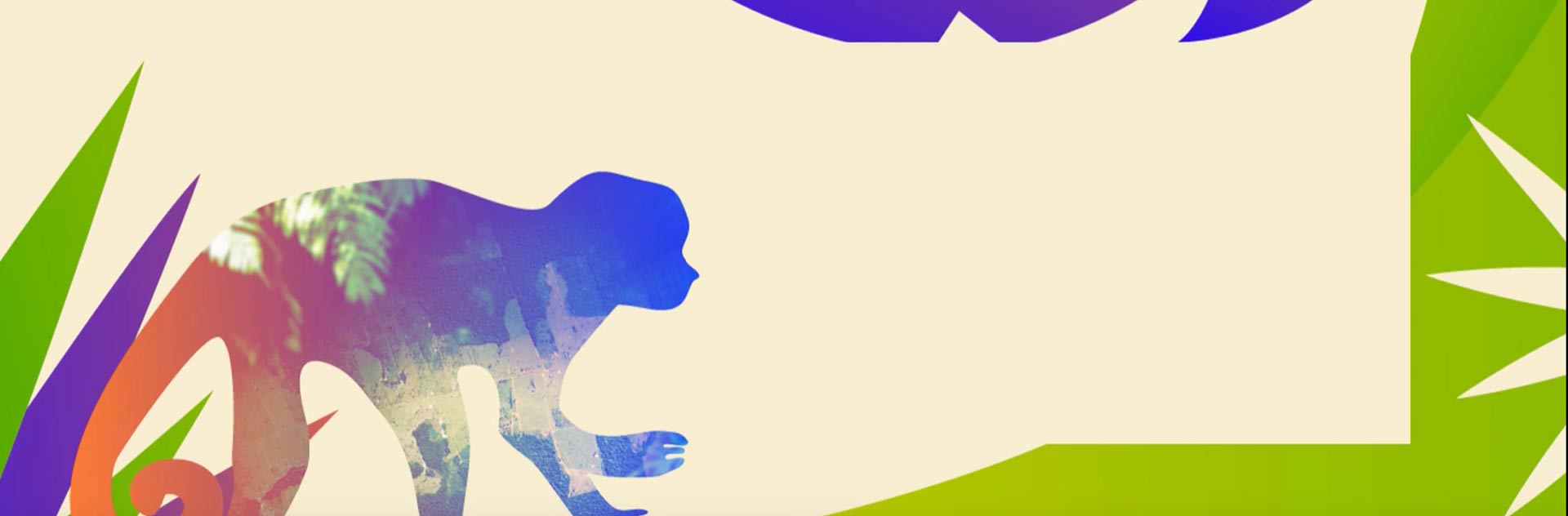 Providing satellite imagery of the world’s tropical forest